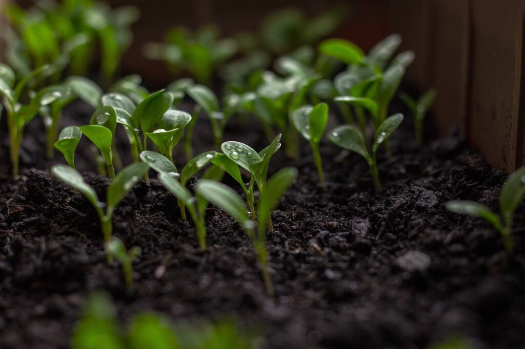 urban farming pixabay.com