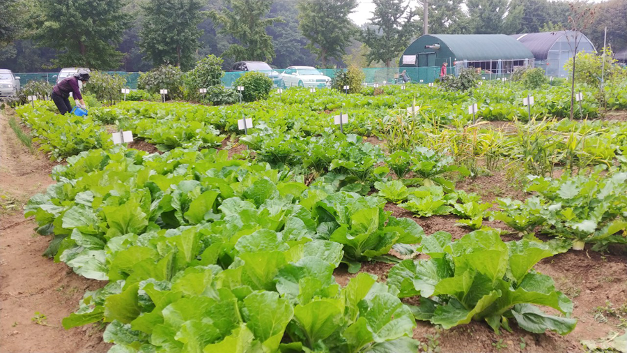 cabbage field