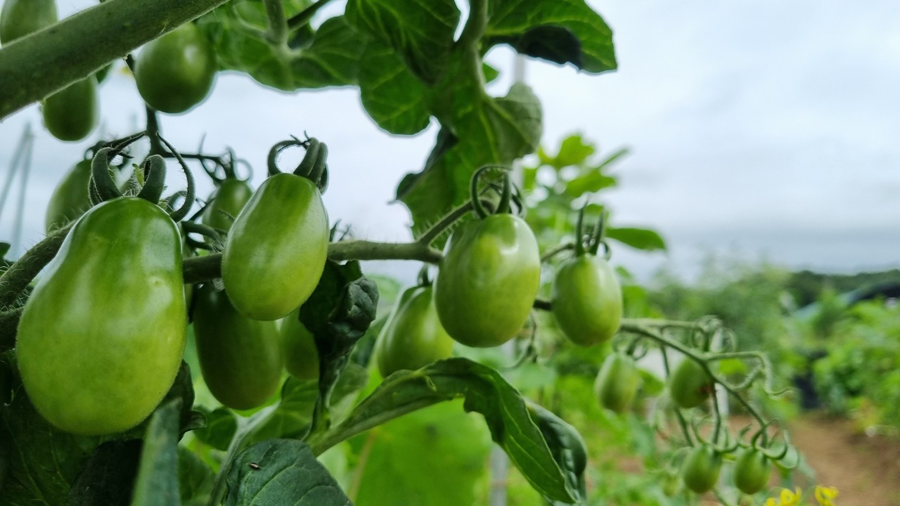 cherry tomatoes