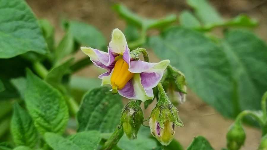 potato flower